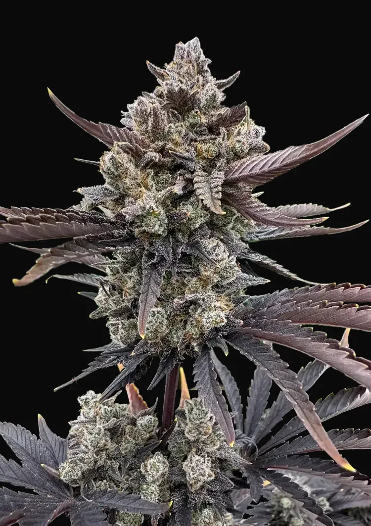 Banana Purple Punch Auto RF3