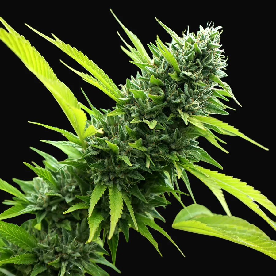 Banana Sapphire