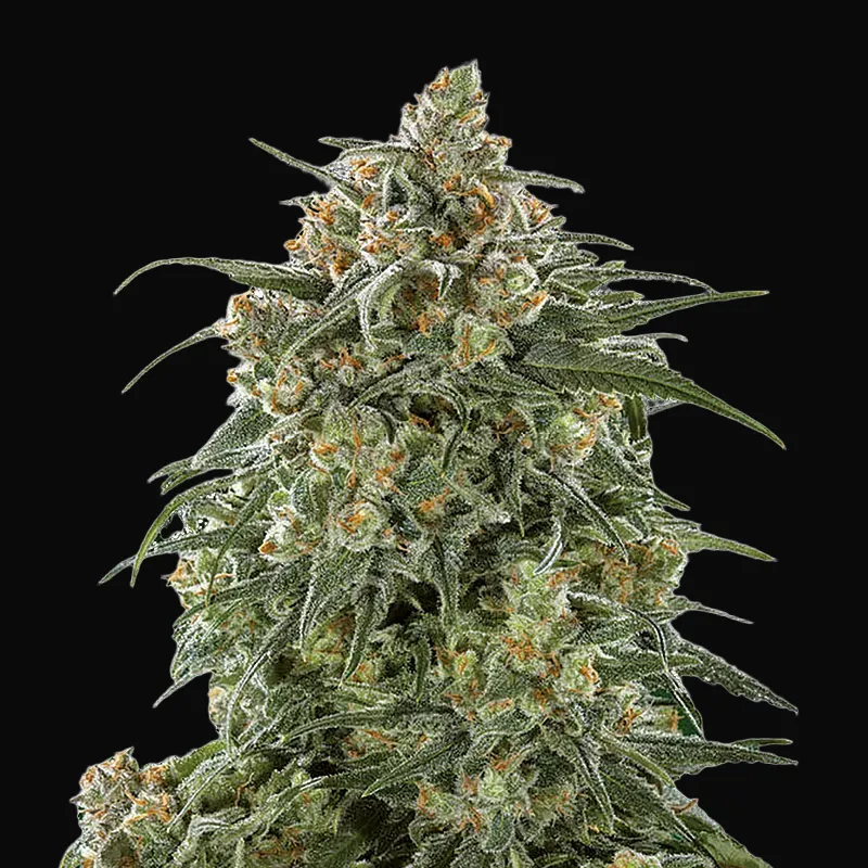 Banana Sherbet