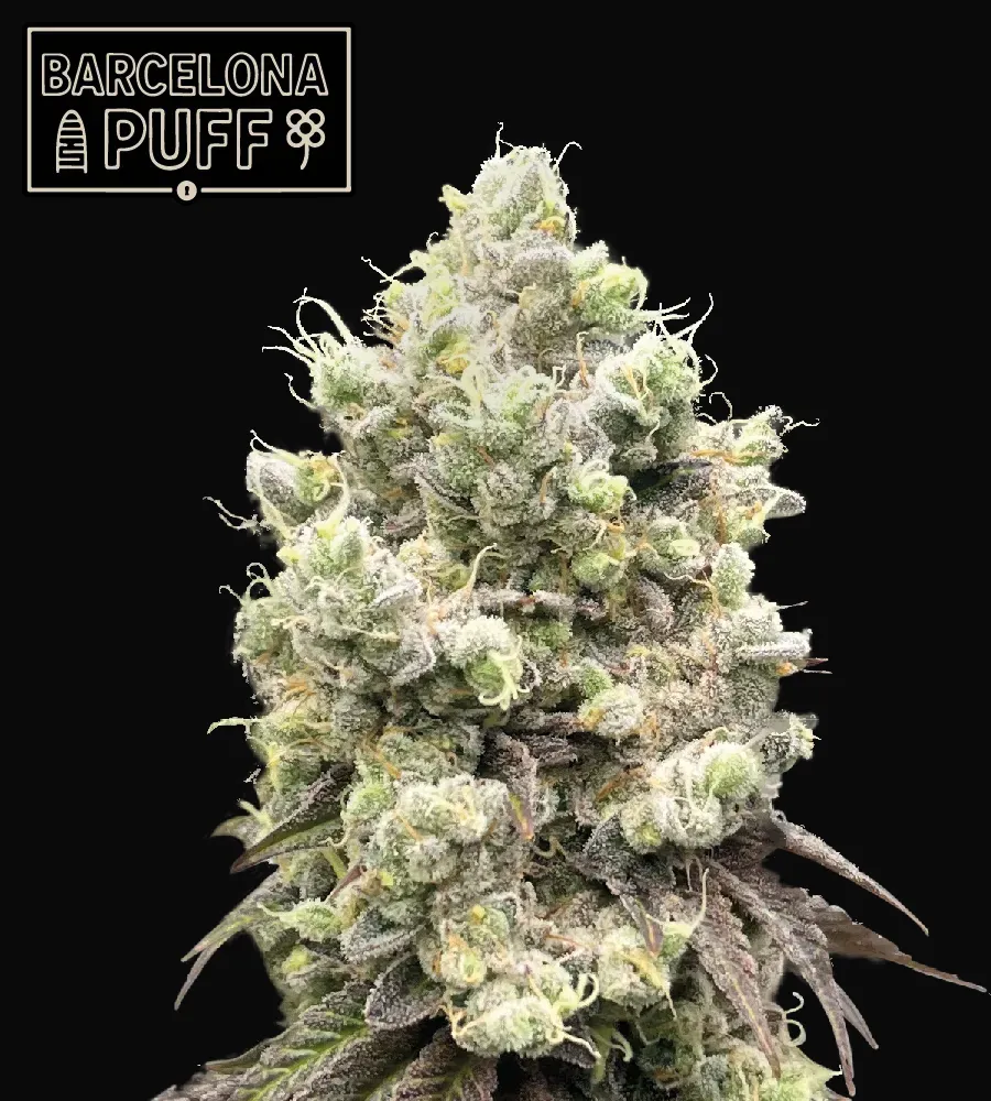 Barcelona Puff