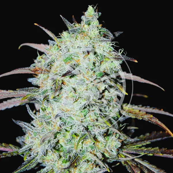 Bay Haze