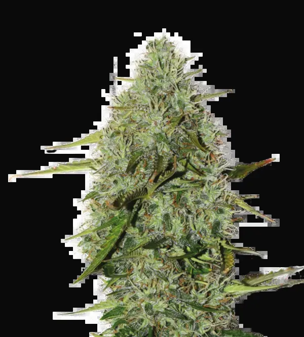 BCN Critical XXL Auto