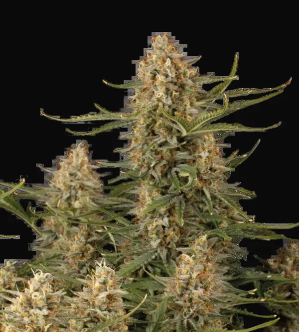 BCN Critical XXL
