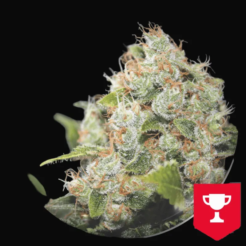 BCN Sour Diesel