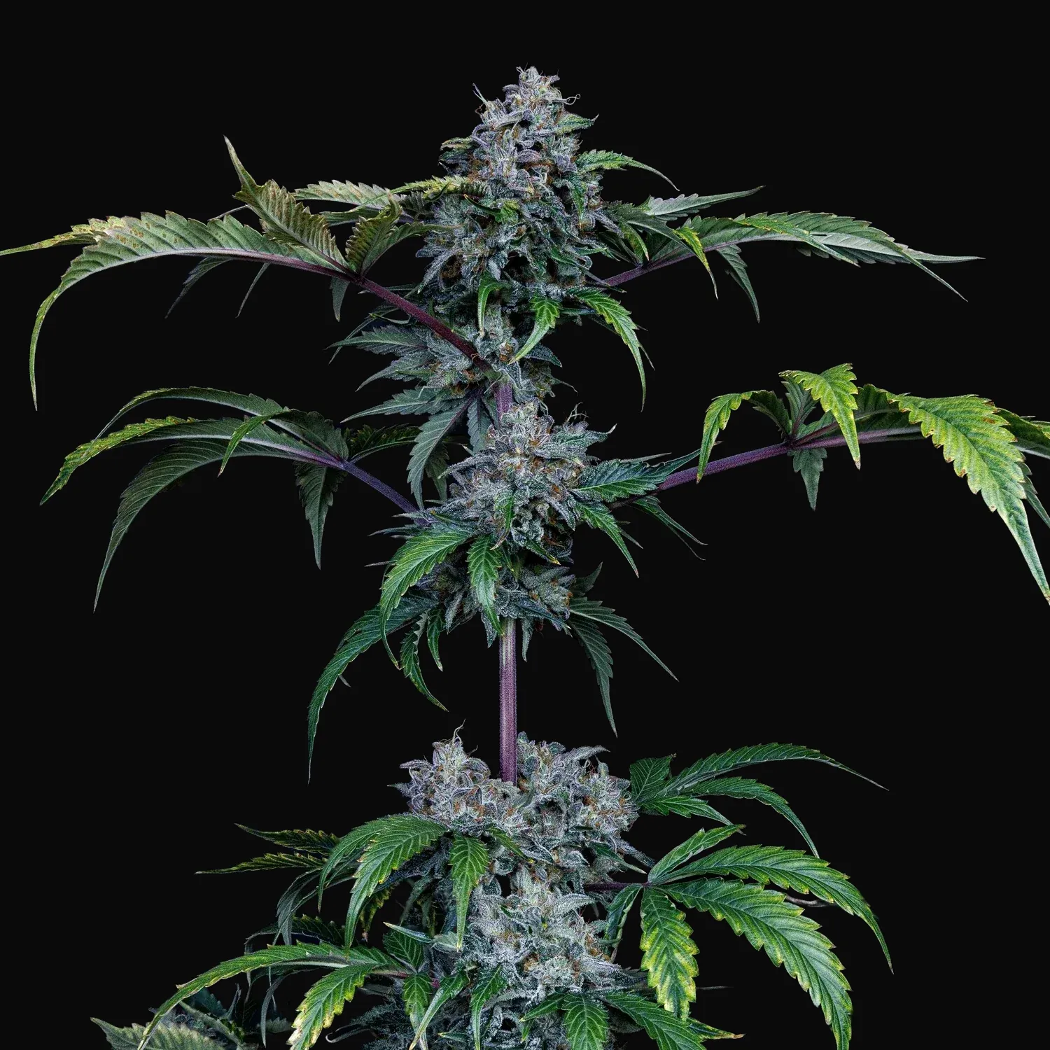 Bear Force One Auto