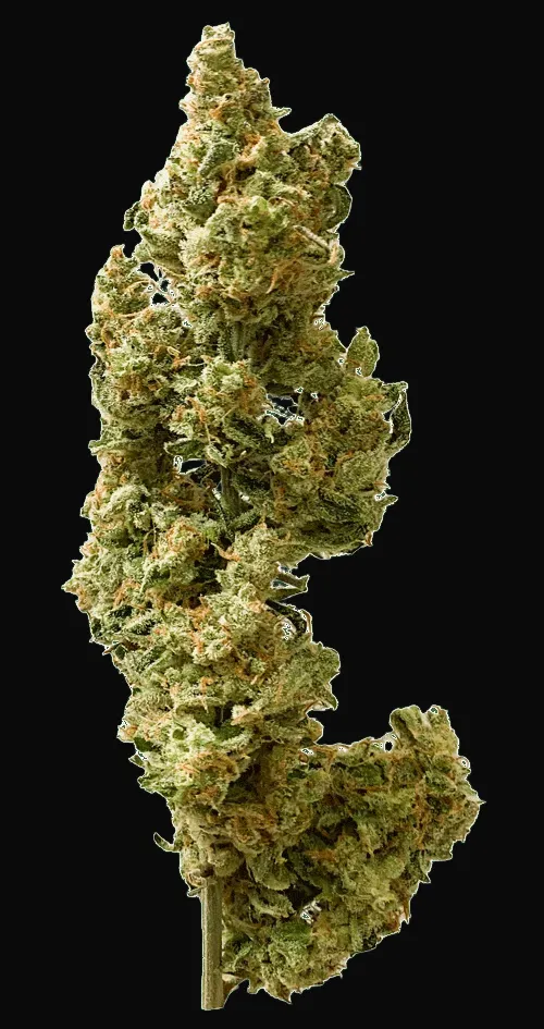 Berry Bomb Auto