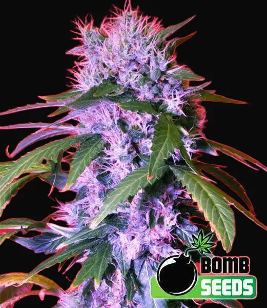 Berry Bomb