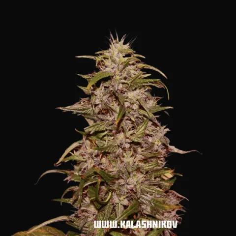 Big Altai Sativa Express