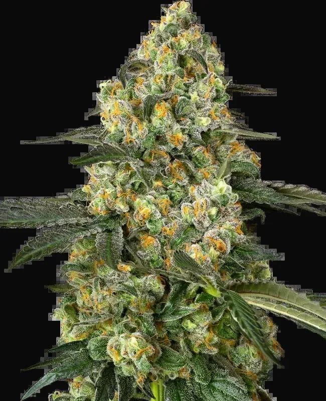 Big Berry Bliss Feminized