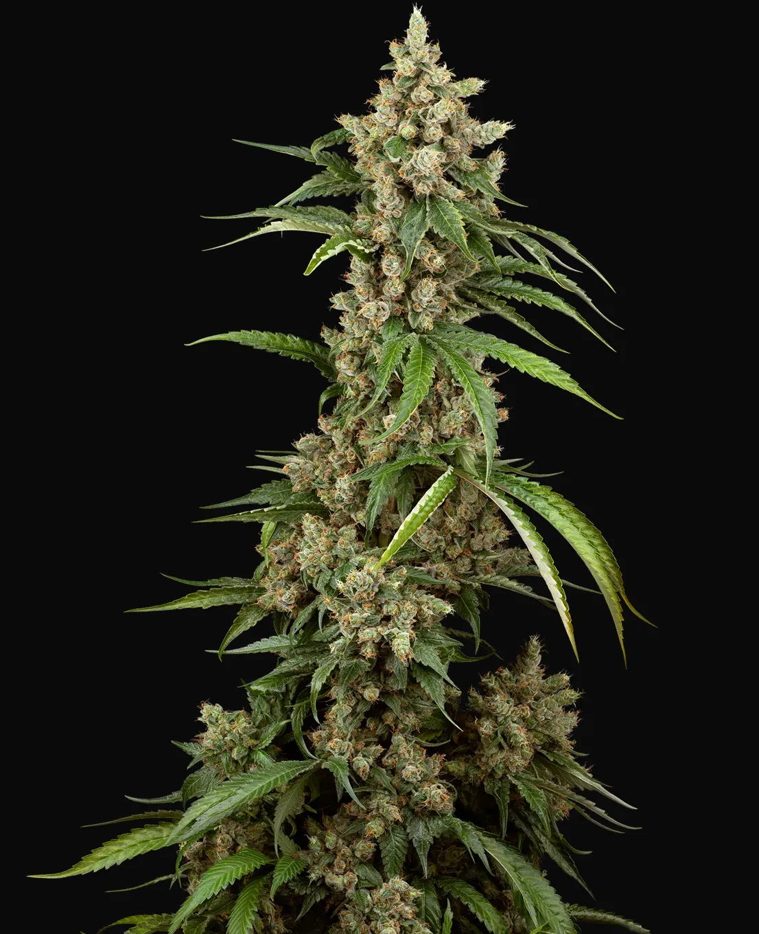 Big Berry Boom Boom Feminized