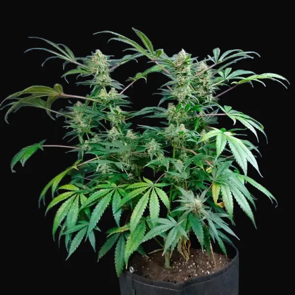 Big Berry Kush