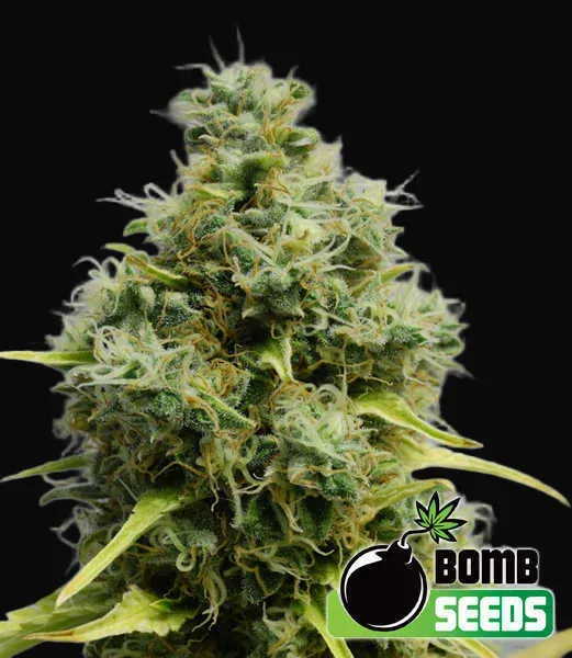 Big Bomb