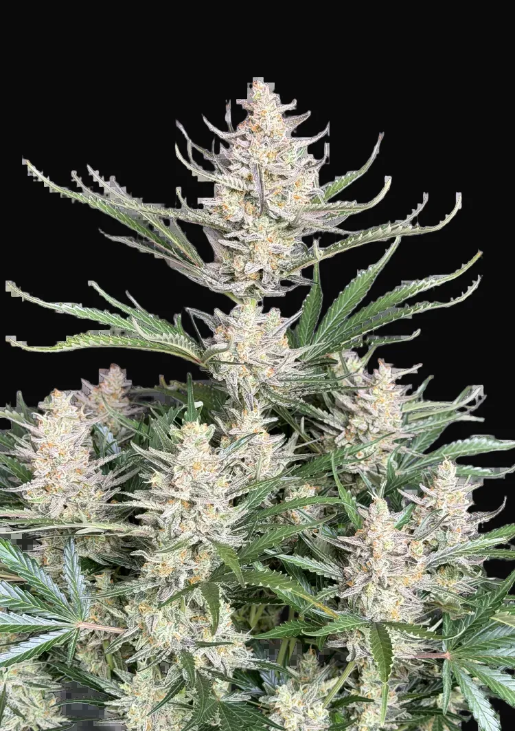 Big Bud Auto