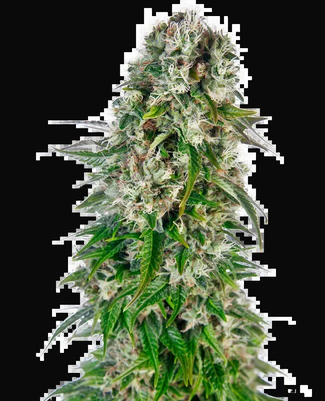 Big Bud Automatic