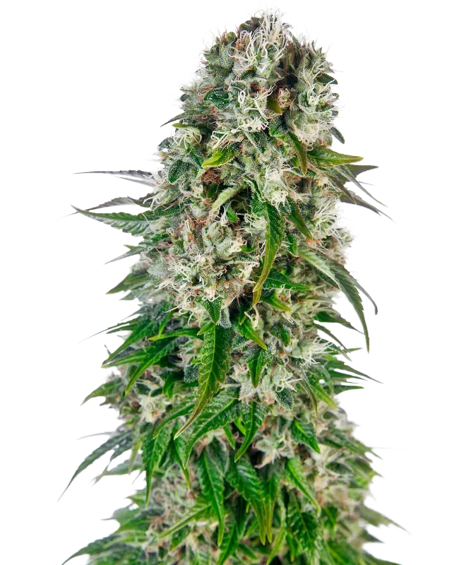 Big Bud Automatic