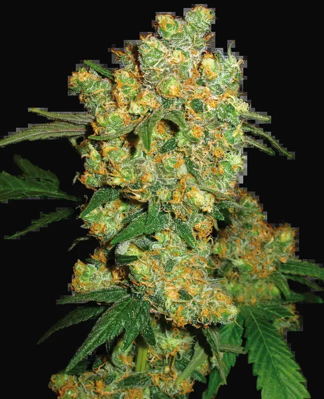 Big Bud Feminized