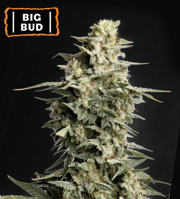 Big Bud