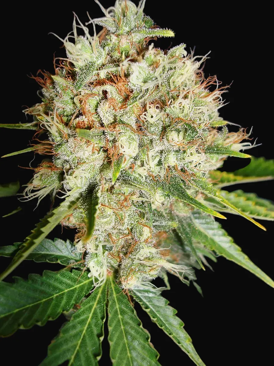 Big Bud XXL