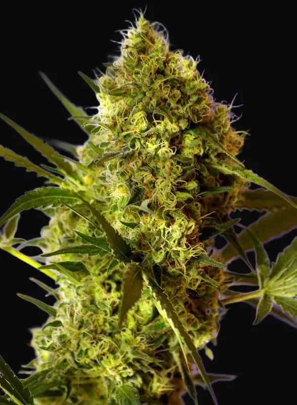 Big Devil #2 Auto