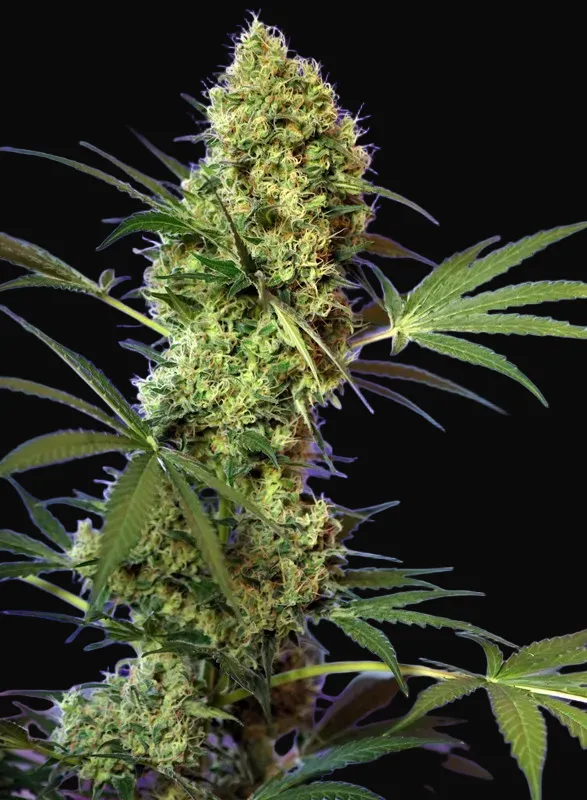 Big Devil Auto