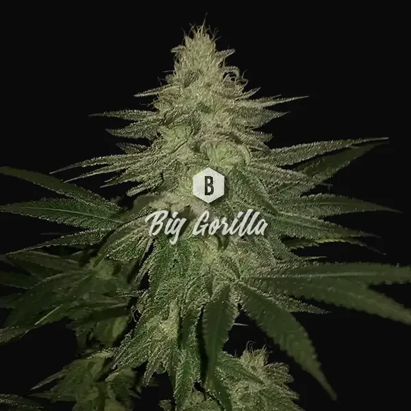 Big Gorilla