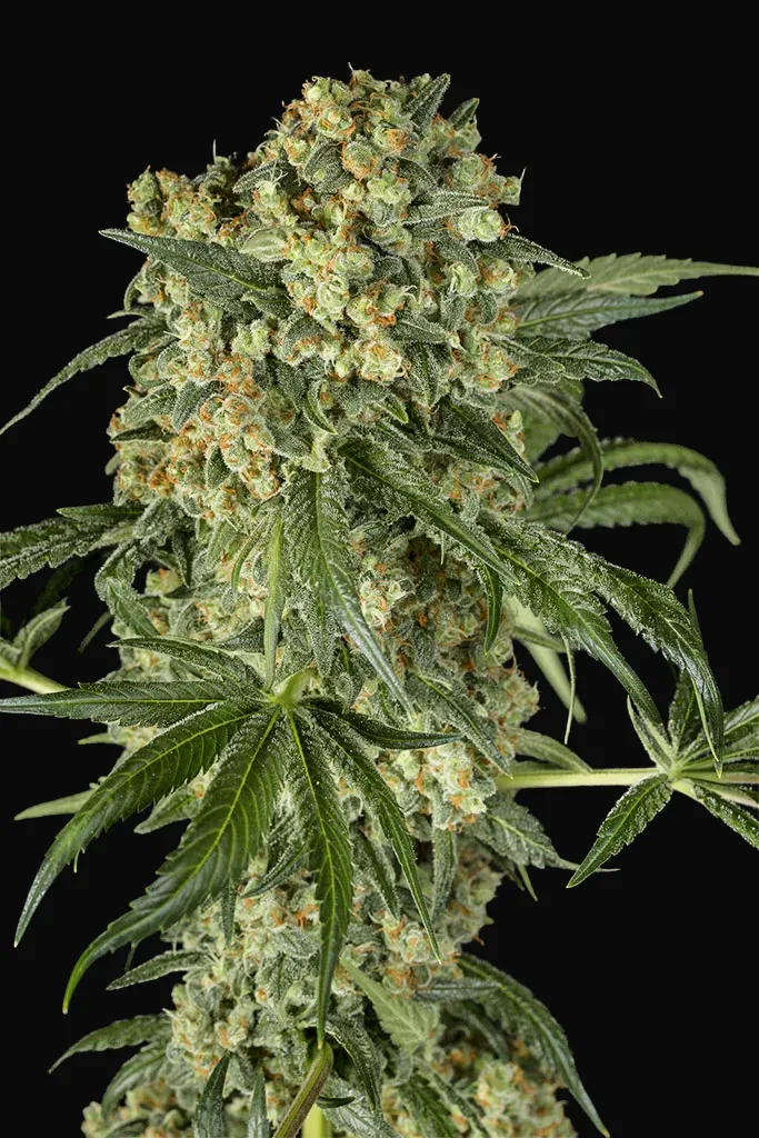 Big Kush
