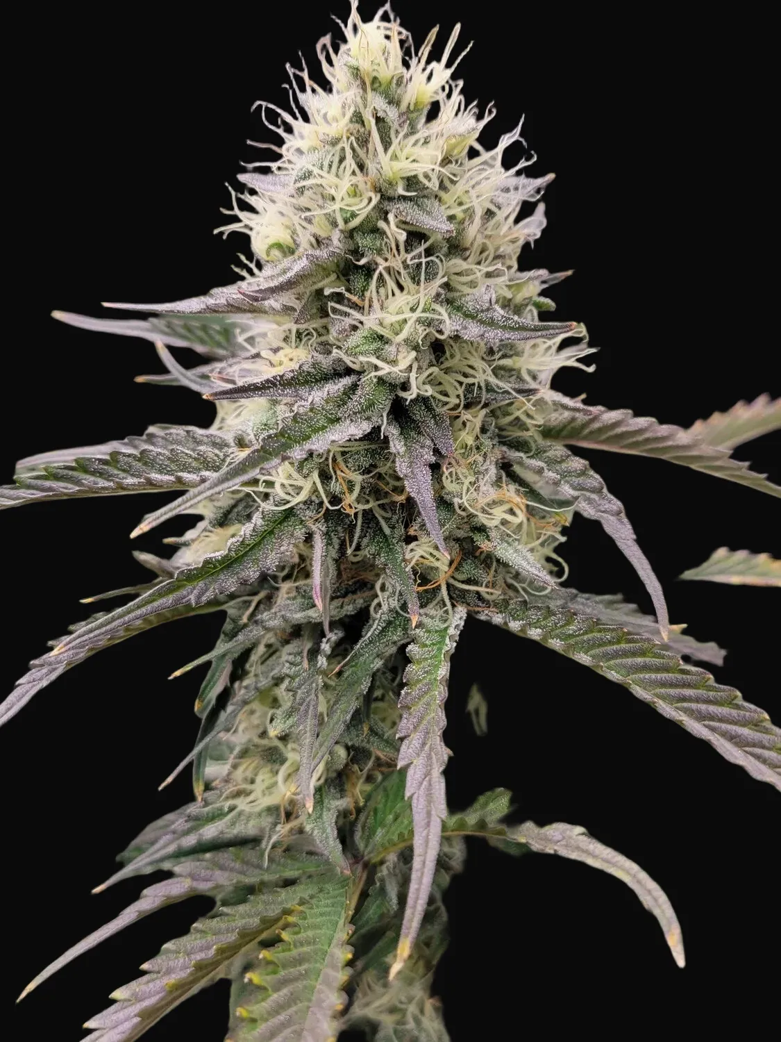 Big PUNch Auto