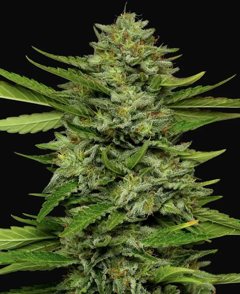 Bigfoot Glue