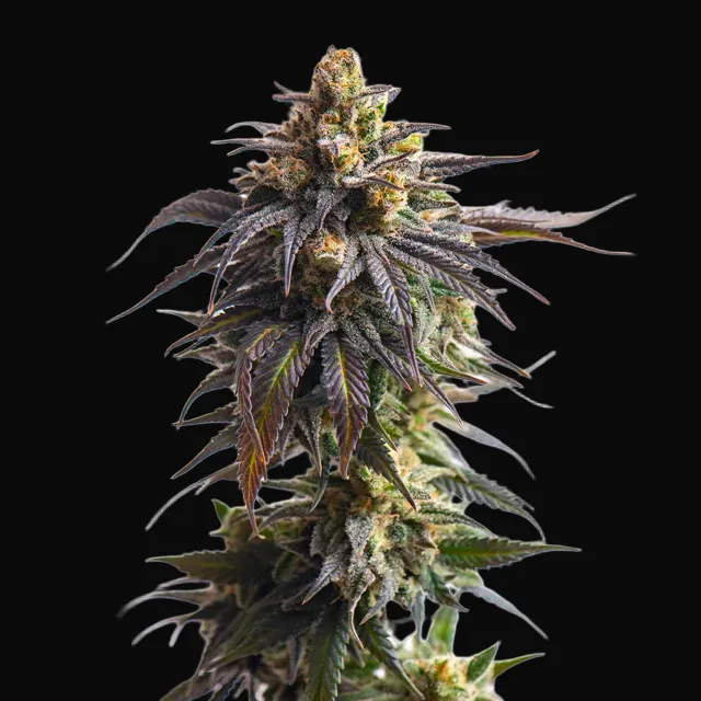 Biscotti Auto