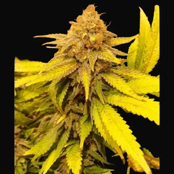 Black Afghan