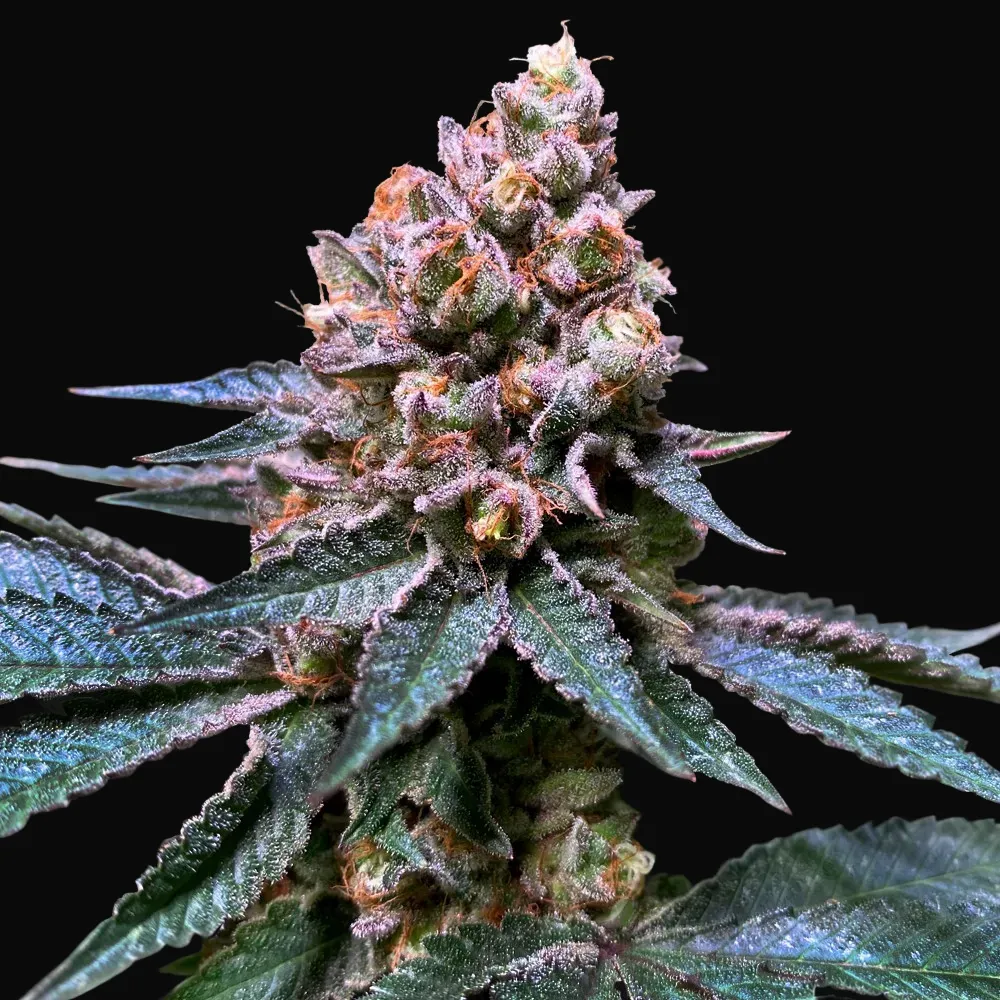 Black Apple Hitchcock