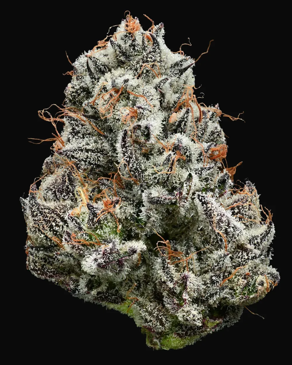 Black Cherry Gushers