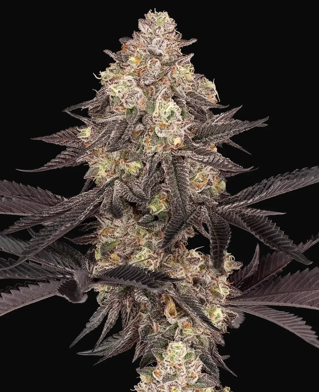 Black Cherry Reserve Feminized