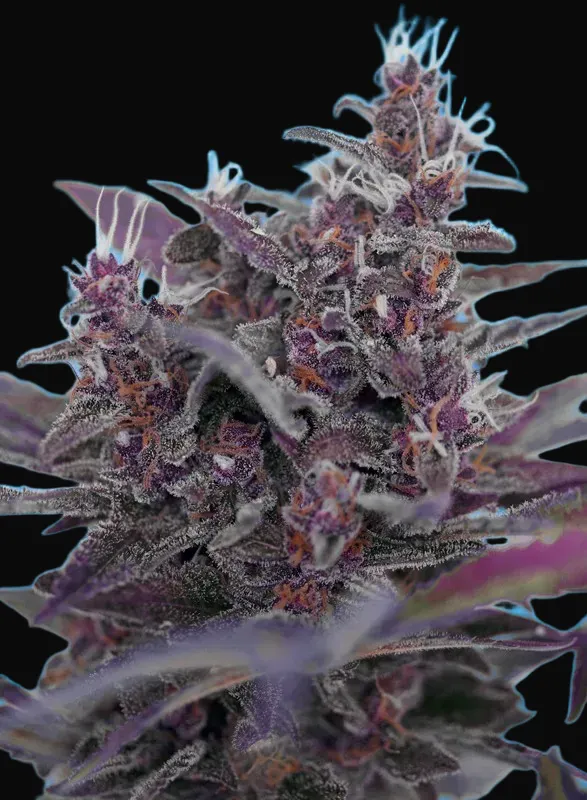 Black Cream Auto