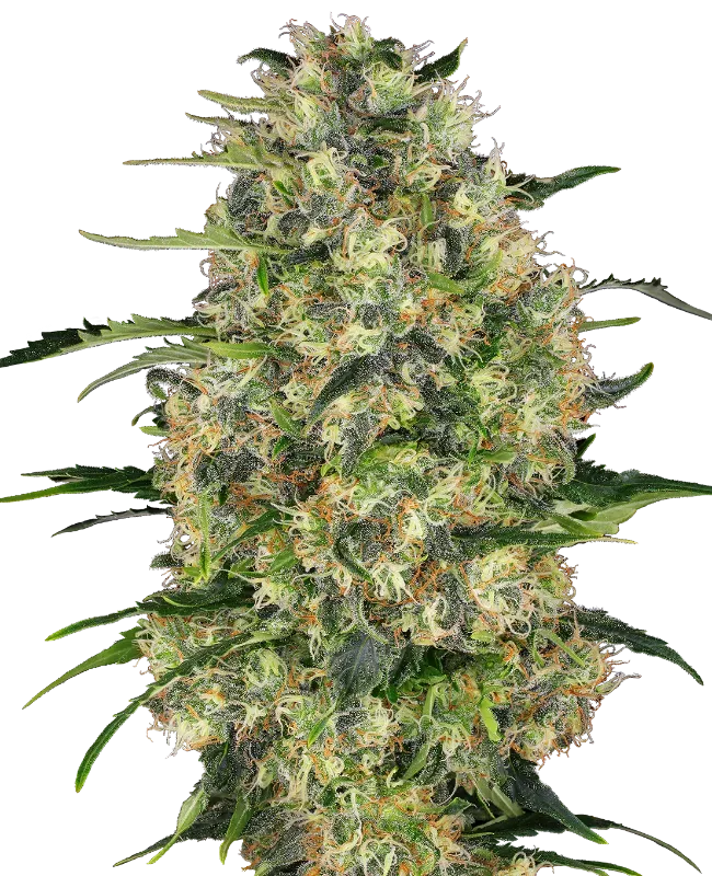 Black Domina Feminized