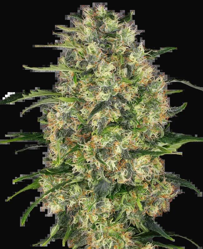 Black Domina