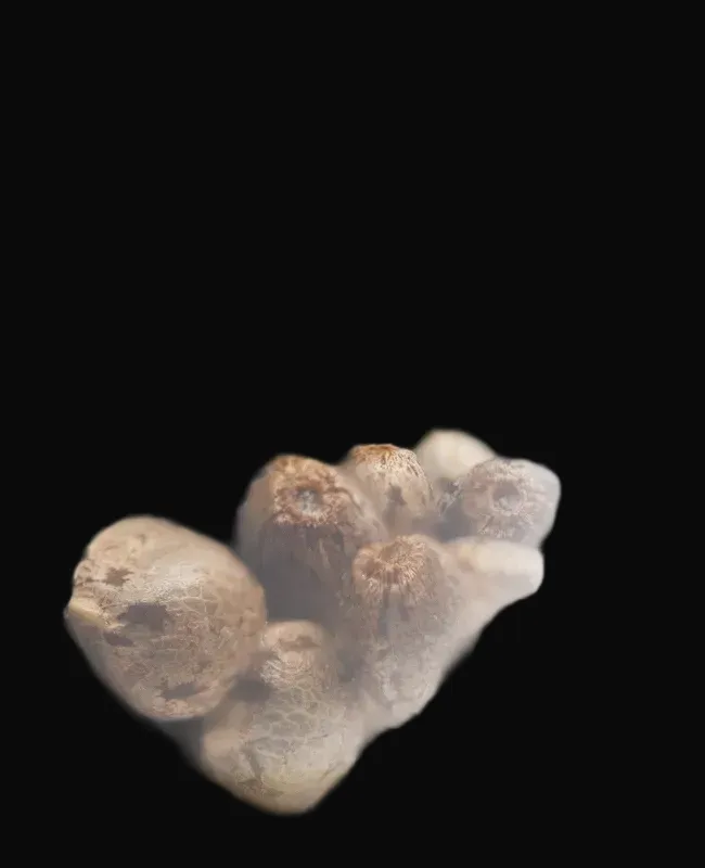 Black Domina