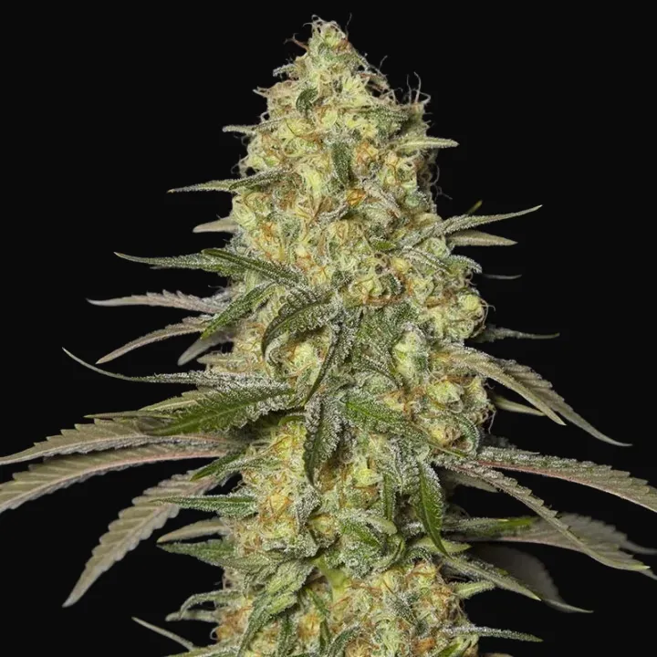 Black Dream
