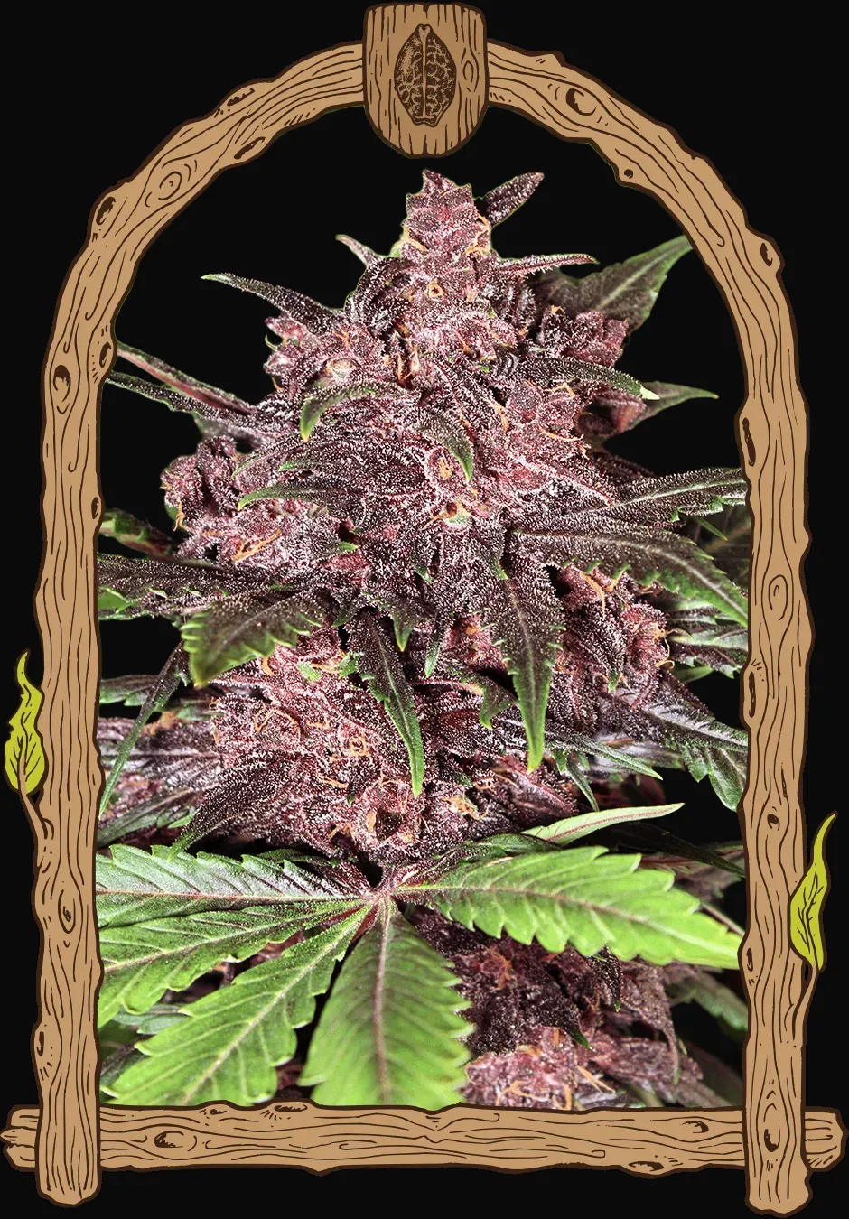 Black Haze Auto