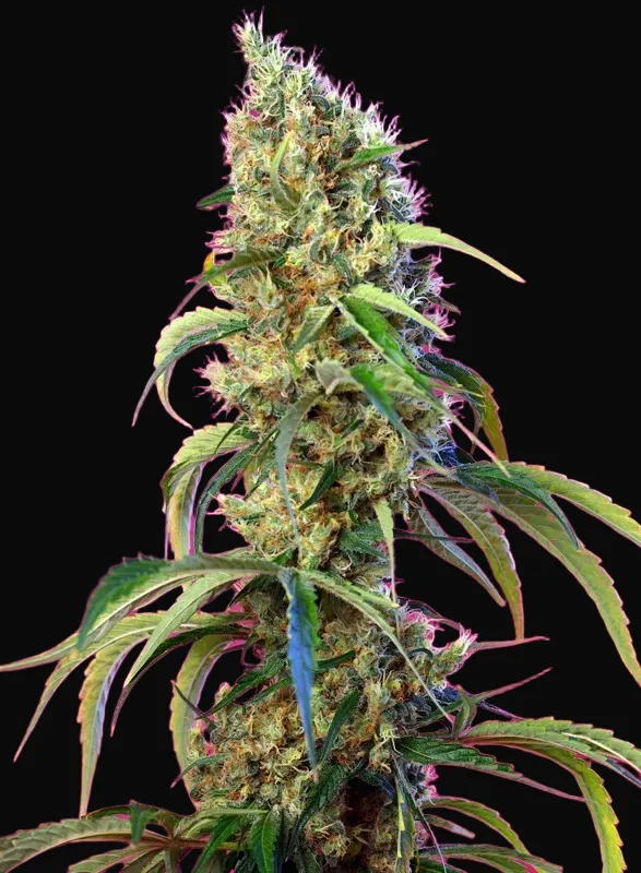 Black Jack CBD