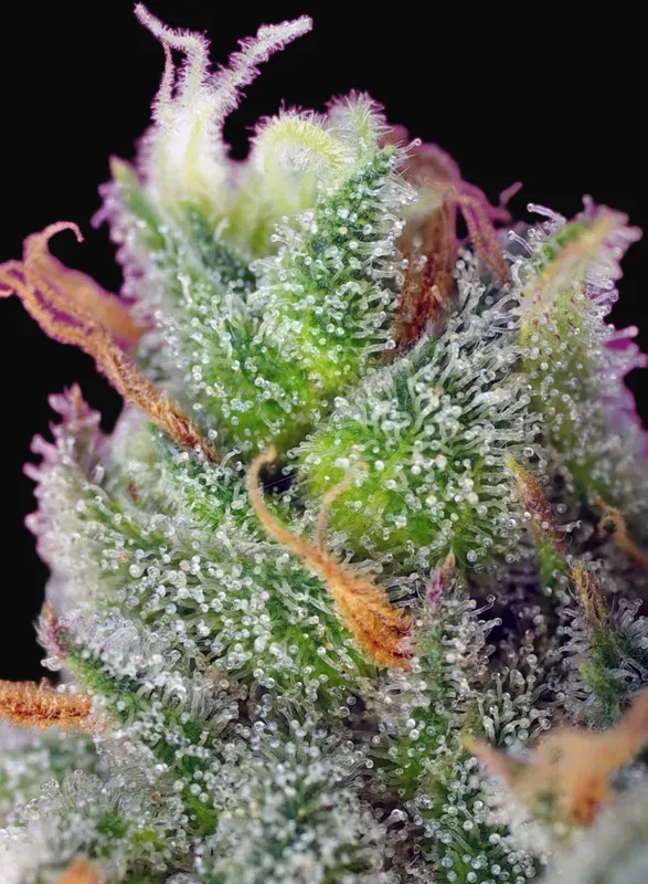 Black Jack CBD
