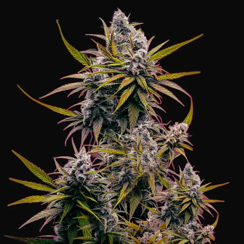 Black Jack