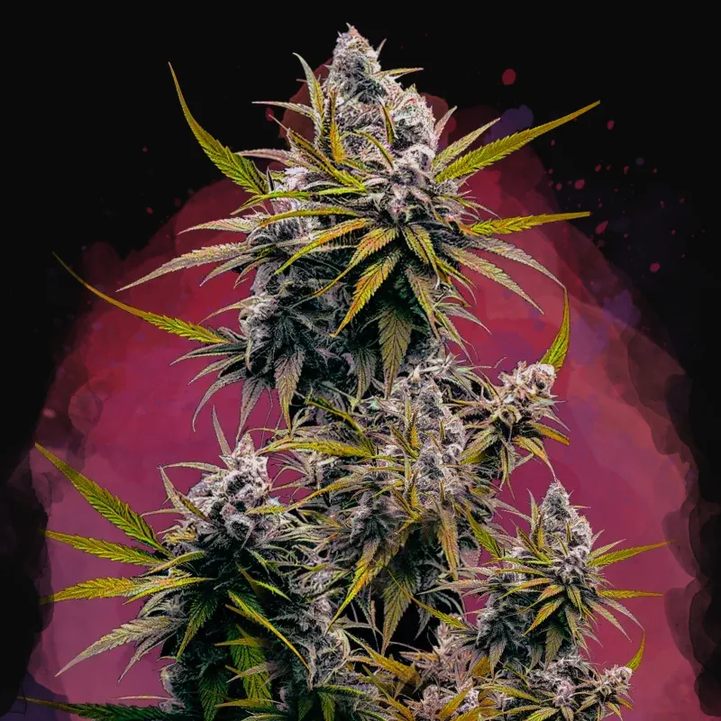 Black Jack