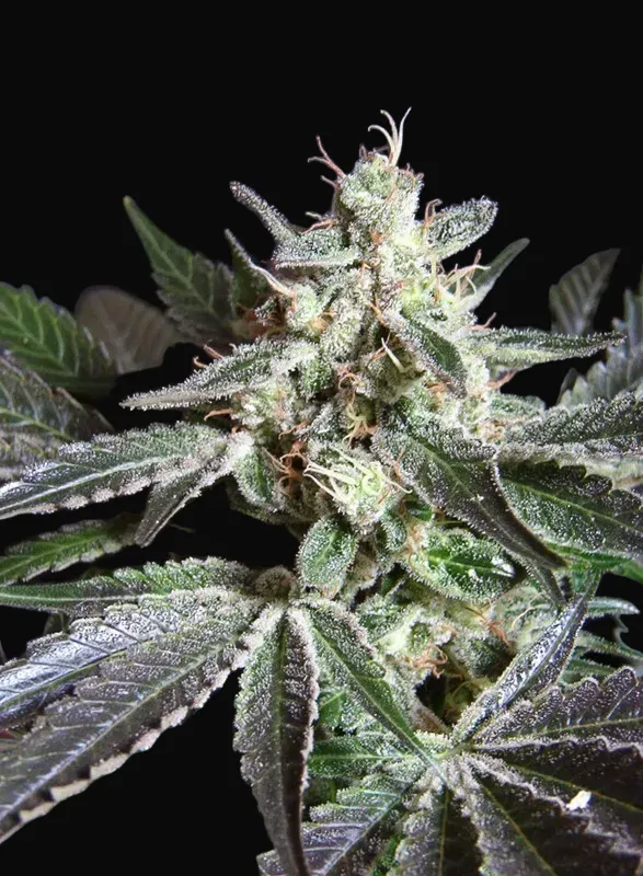 Black Jack