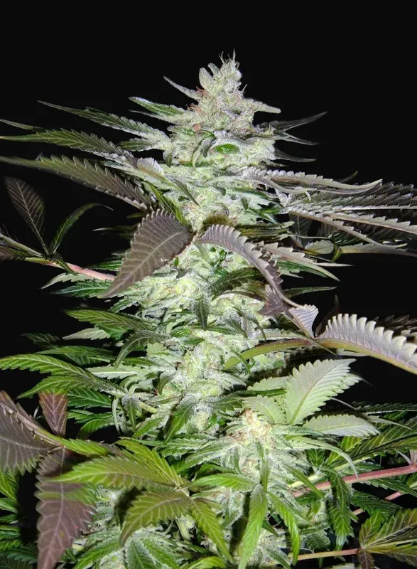Black Jack