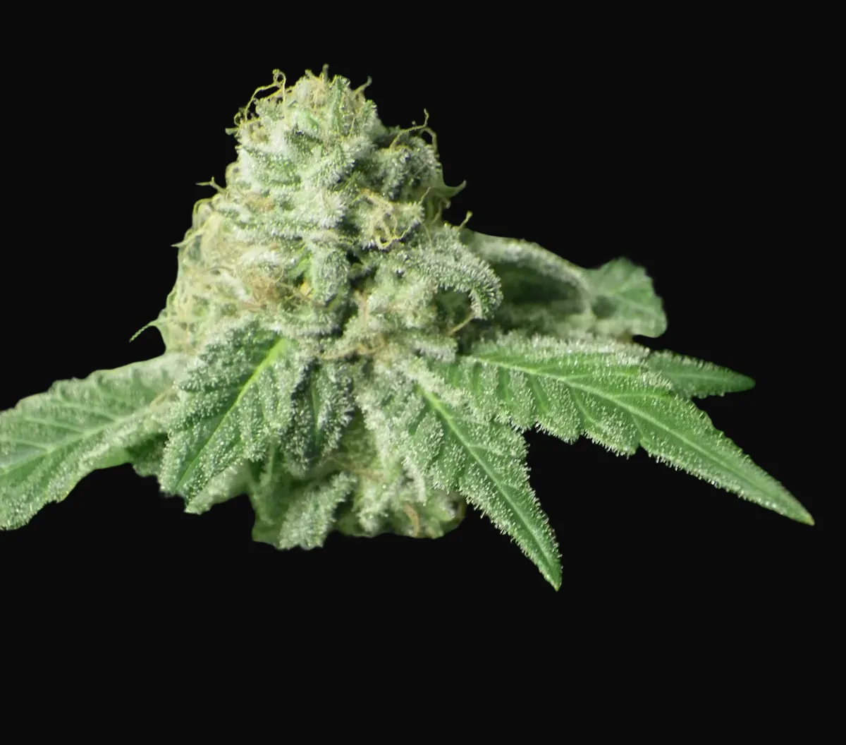 Black Jesus OG