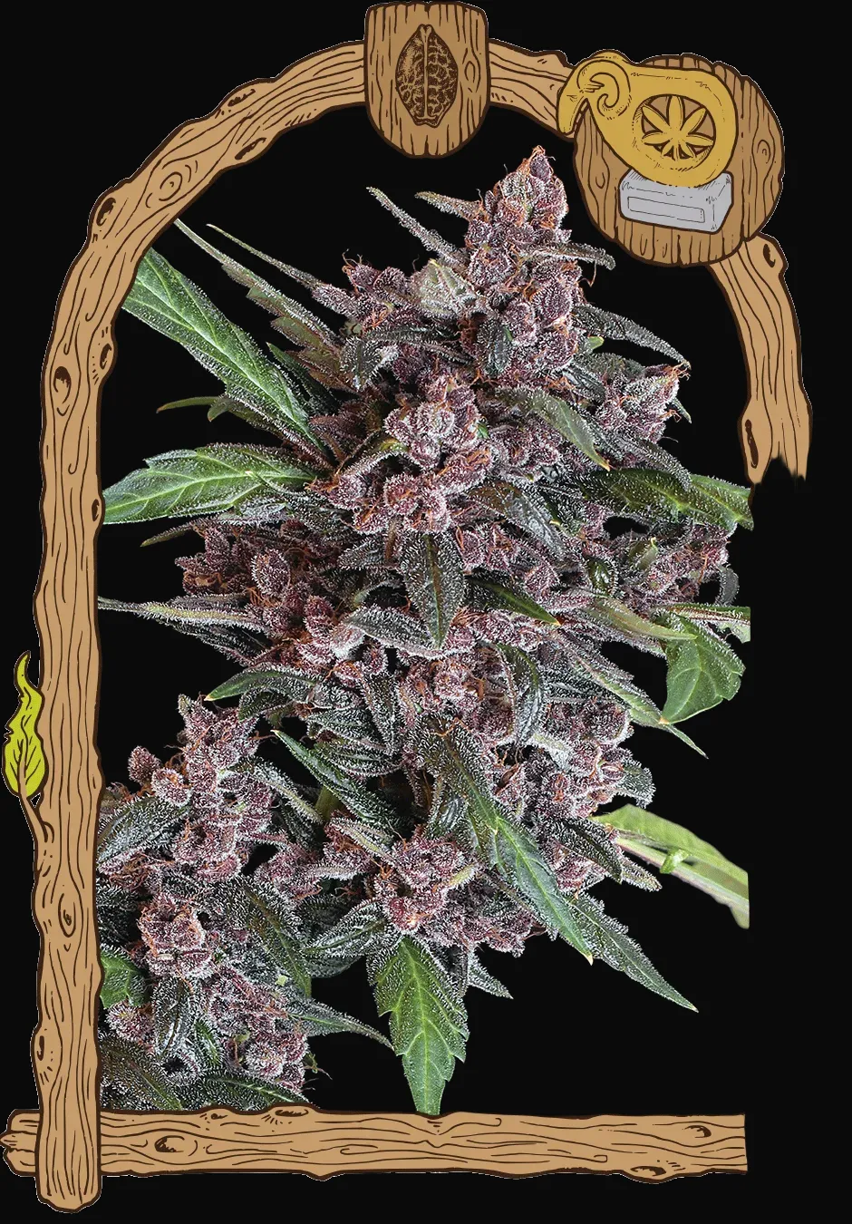Black Lemon Auto