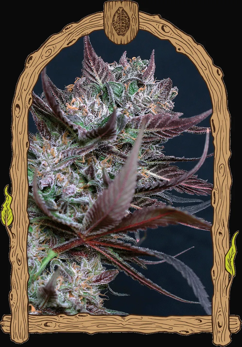 Black Lemon
