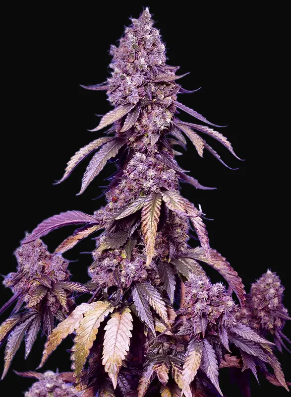 Black Muffin F1 Fast Version