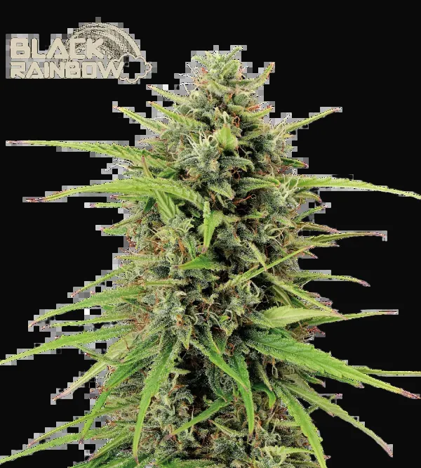 Black Rainbow Auto